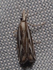Catoptria staudingeri