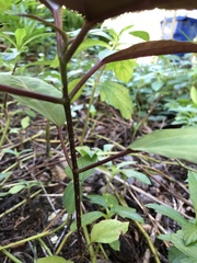 Clerodendrum bungei