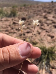 Schizachyrium cirratum