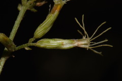 Brickellia longifolia longifolia