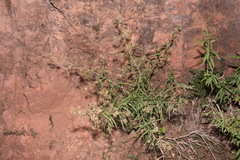 Brickellia longifolia longifolia