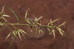 Brickellia longifolia longifolia