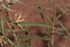 Brickellia longifolia longifolia