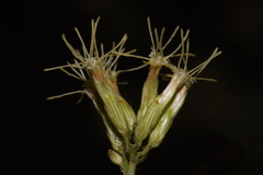 Brickellia longifolia longifolia