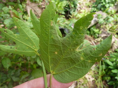 Passiflora trifasciata