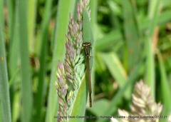 Ischnura chingaza
