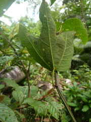 Passiflora trifasciata