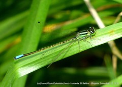 Ischnura chingaza
