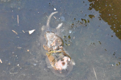 Cratogeomys castanops