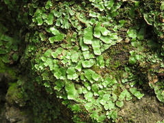 Plagiochasma crenulatum