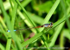 Mesamphiagrion