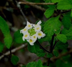 Lantana peduncularis