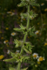 Stachys marrubiifolia image