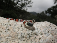 Lampropeltis multifasciata