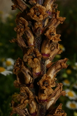 Orobanche litorea