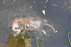 Cratogeomys castanops