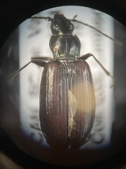 Bembidion planatum