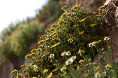 Pallenis maritima maritima