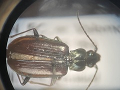 Bembidion planatum