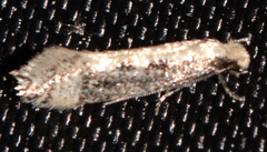 Tinea mandarinella