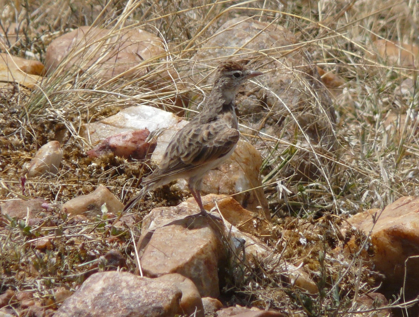 Red-capped Lark