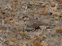 Eremopterix leucopareia