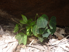 Passiflora trifasciata