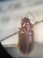 Bradycellus harpalinus