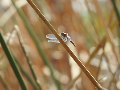 Erythrodiplax basifusca