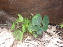 Passiflora trifasciata