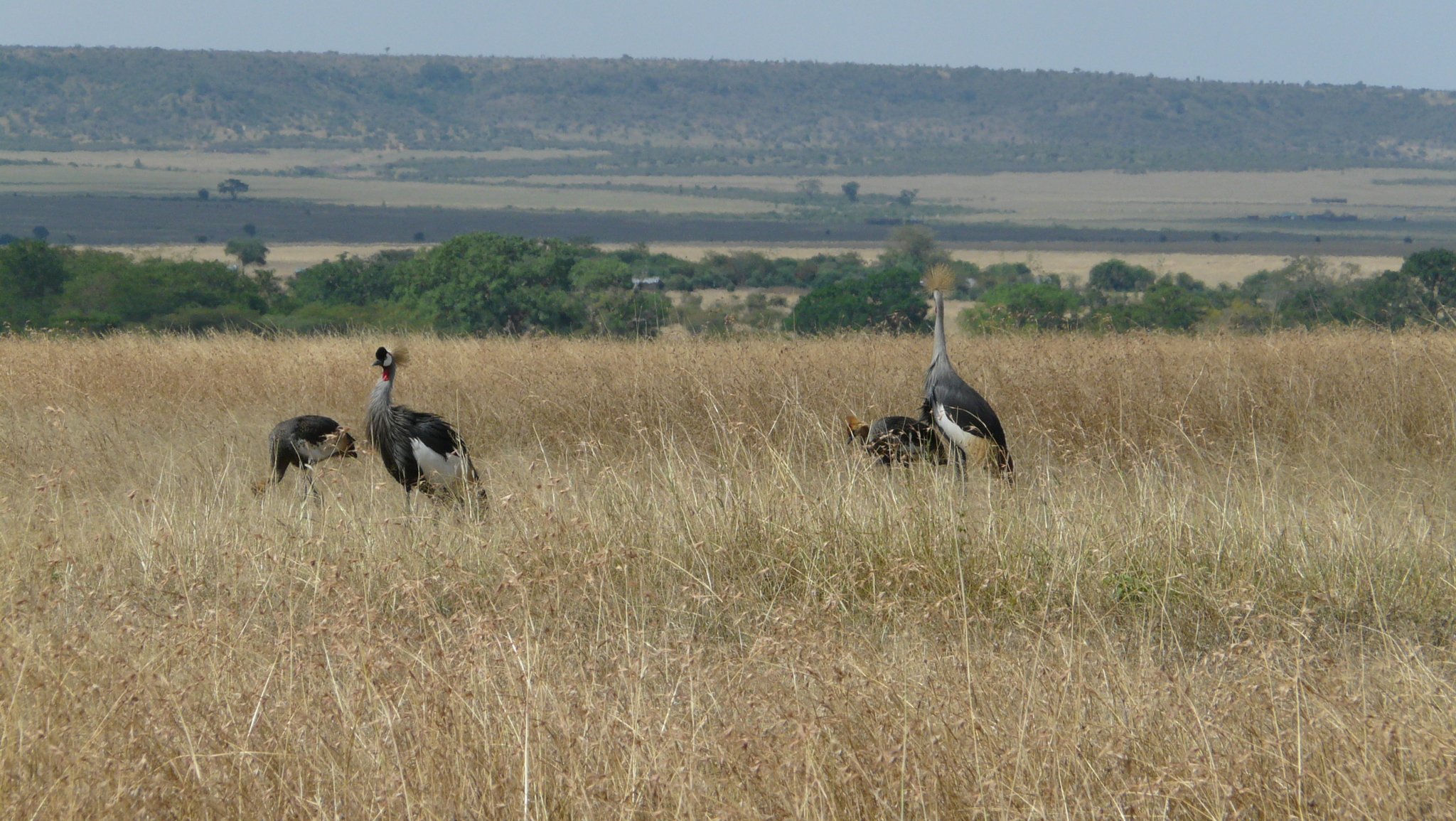 Grey Crowned Crane