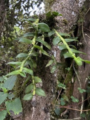 Epidendrum megalospathum