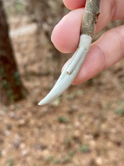 Magnolia macrophylla