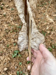 Magnolia macrophylla