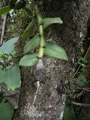 Epidendrum megalospathum