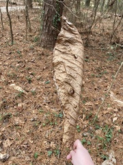 Magnolia macrophylla