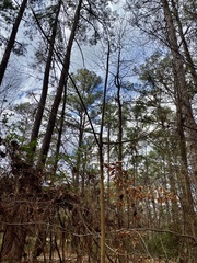 Magnolia macrophylla