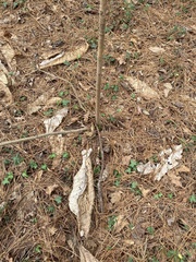 Magnolia macrophylla