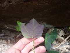 Passiflora trifasciata