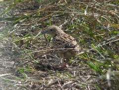 Turnix sylvaticus
