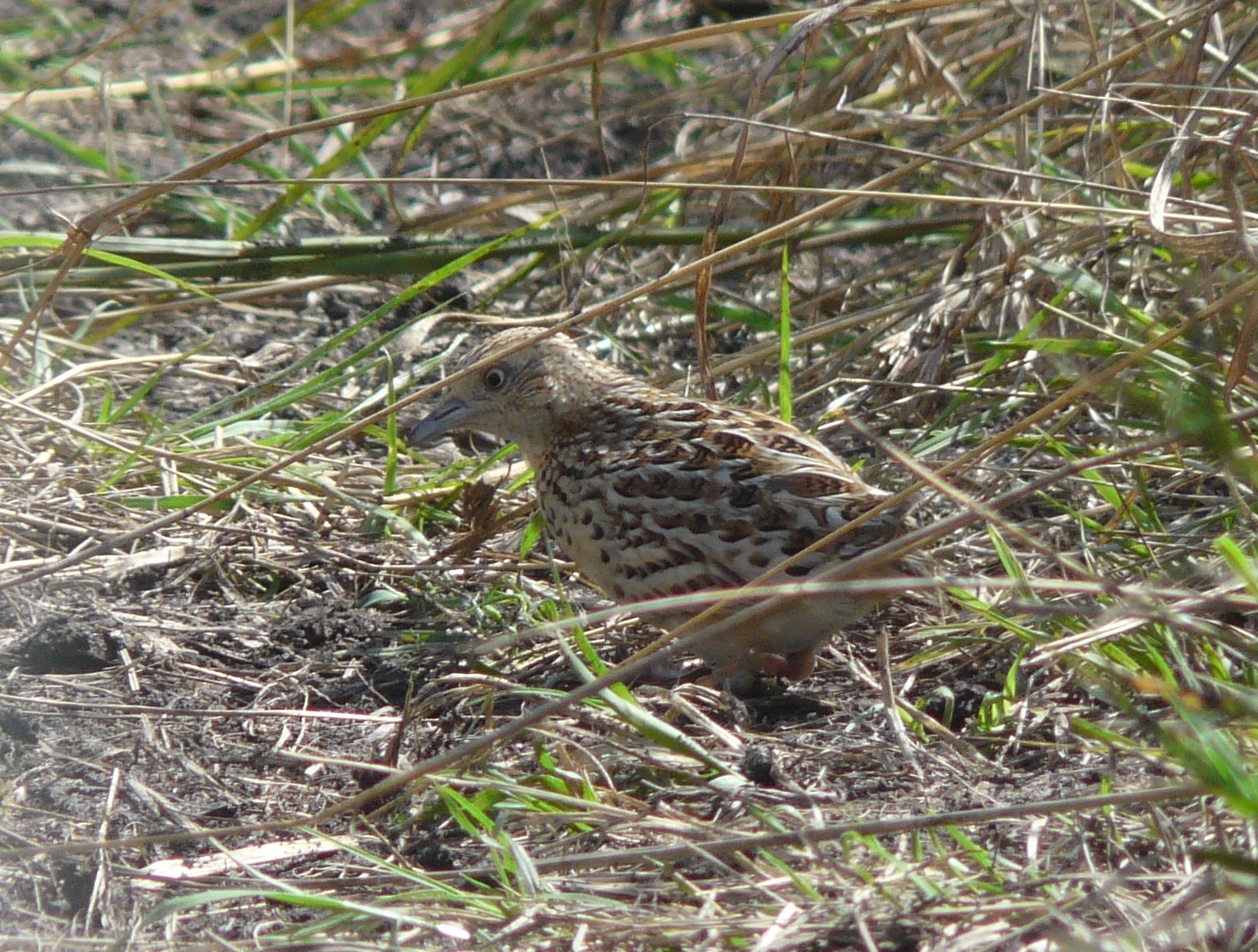 Common Buttonquail