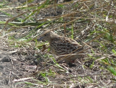 Turnix sylvaticus