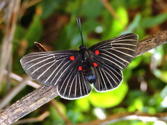 Melanis cephise