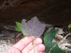 Passiflora trifasciata