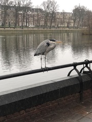 Ardea cinerea
