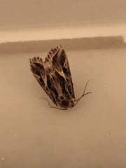 Spodoptera pulchella