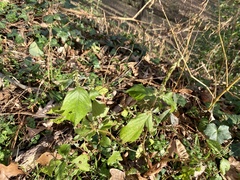 Achyranthes japonica