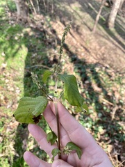 Achyranthes japonica