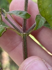 Achyranthes japonica