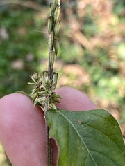 Achyranthes japonica